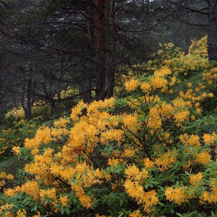 Rhododendron luteum